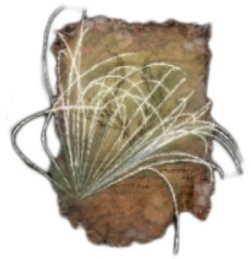 Pest Threads - Elden Ring