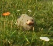 An image of a shiny Niffler from Hogwarts Legacy. This beast has silver fur.