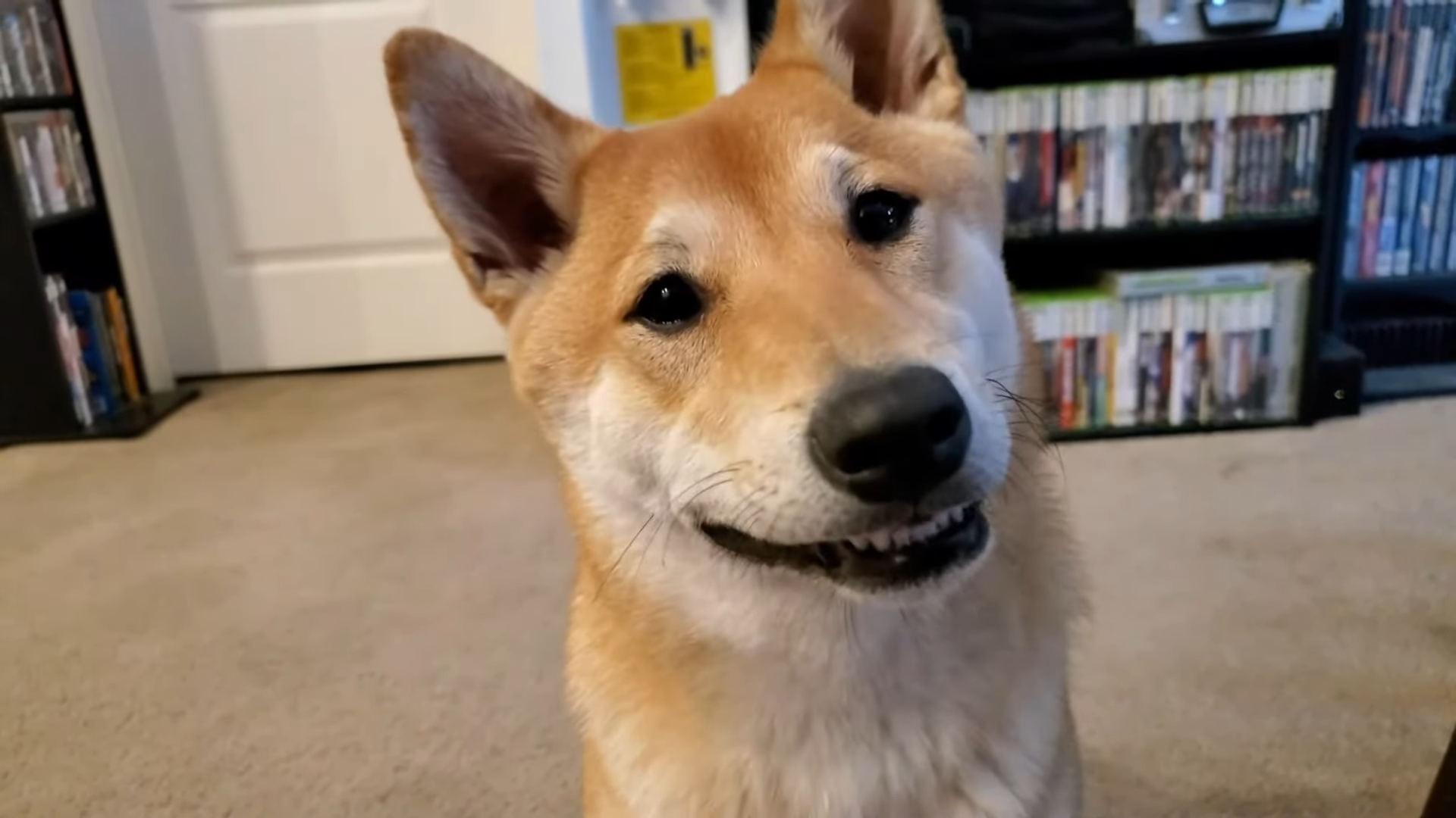 Peanut Butter the Shiba Inu