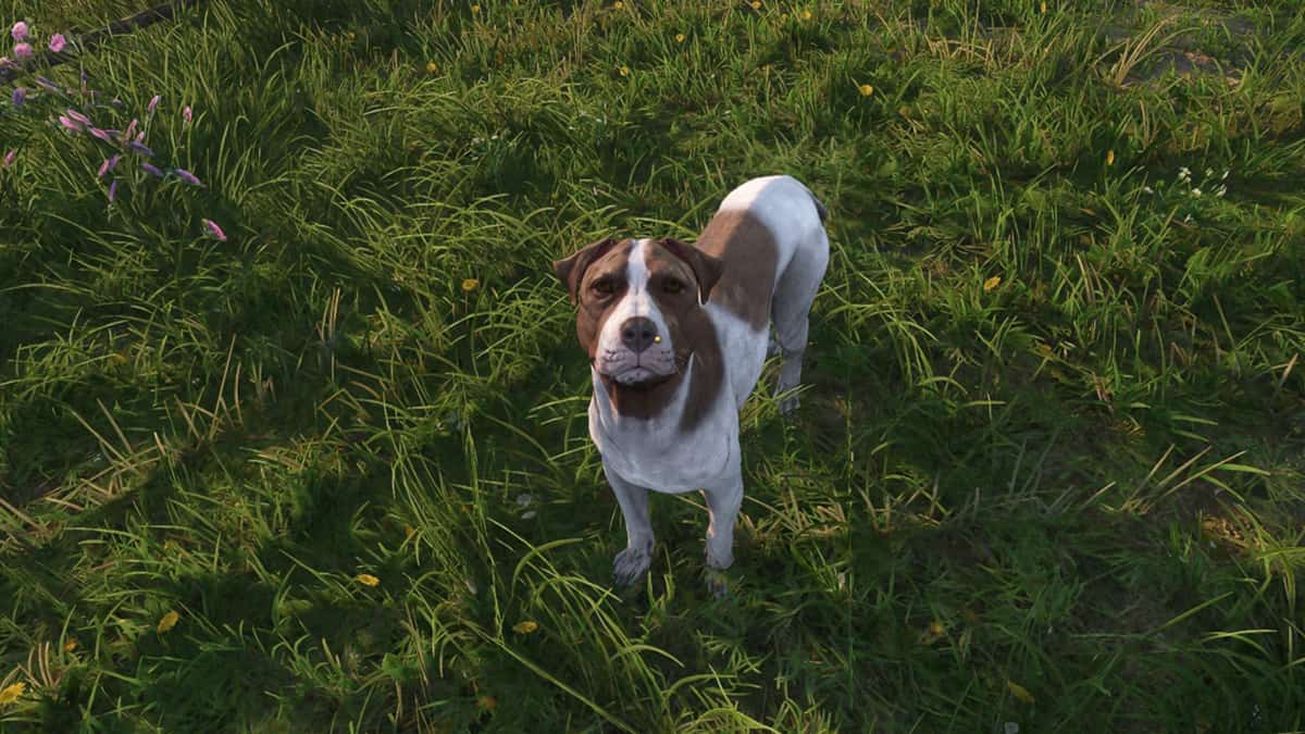 A dog with white and brown fur standing on a field of grass