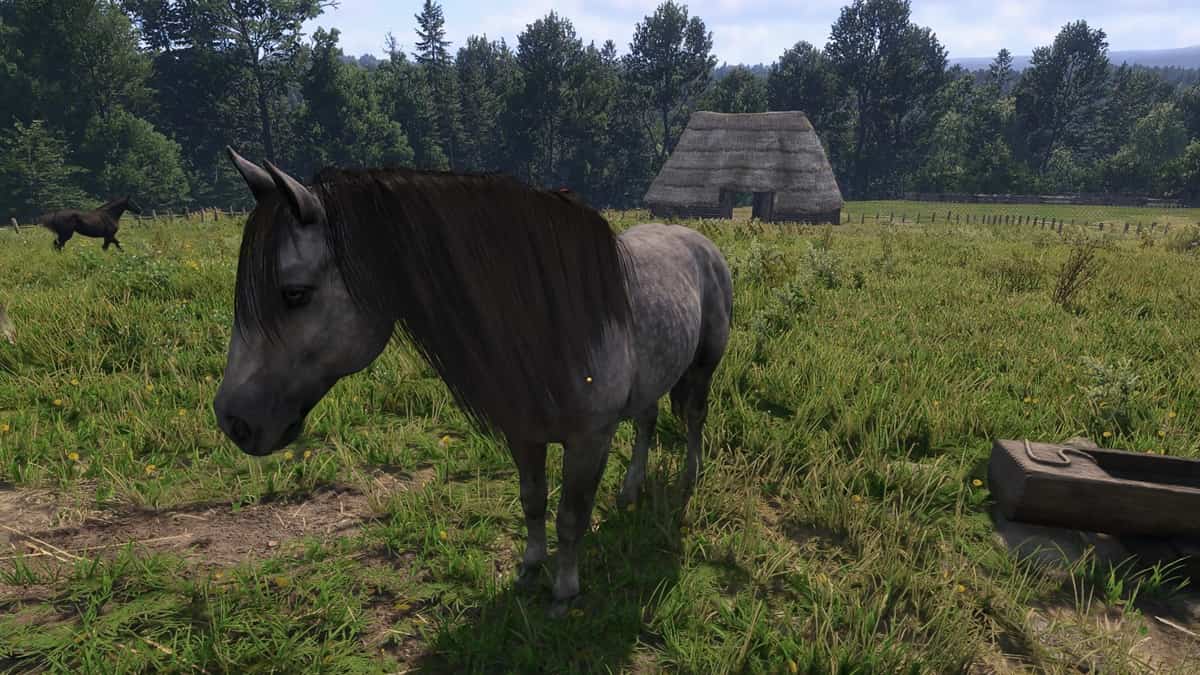 A grey horse with a black mane standing on a grassy field