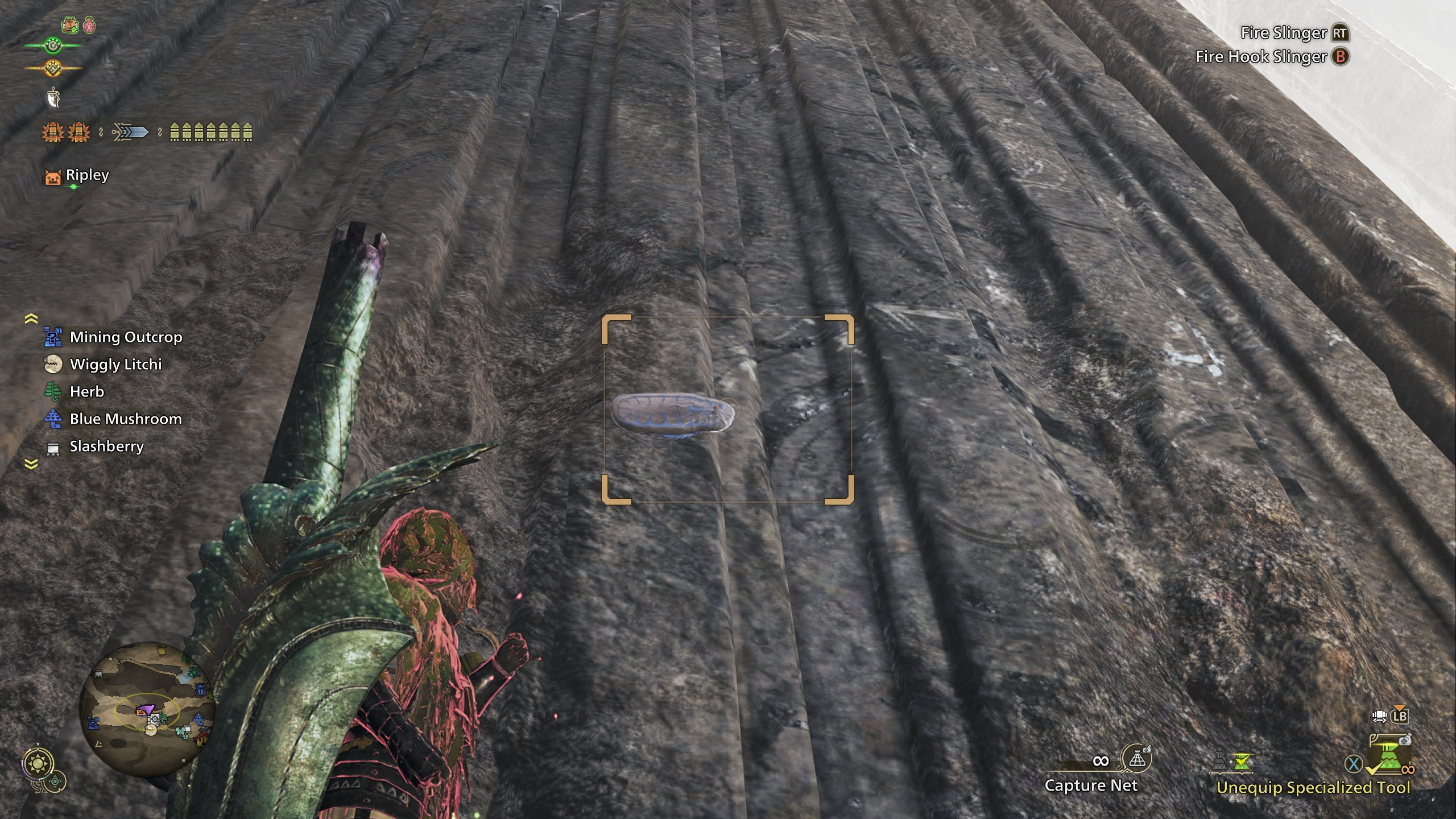 look out on the rocks of certain areas for the gillopod beside its brothers